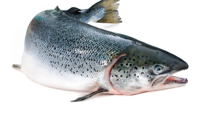 ATLANTIC SALMON