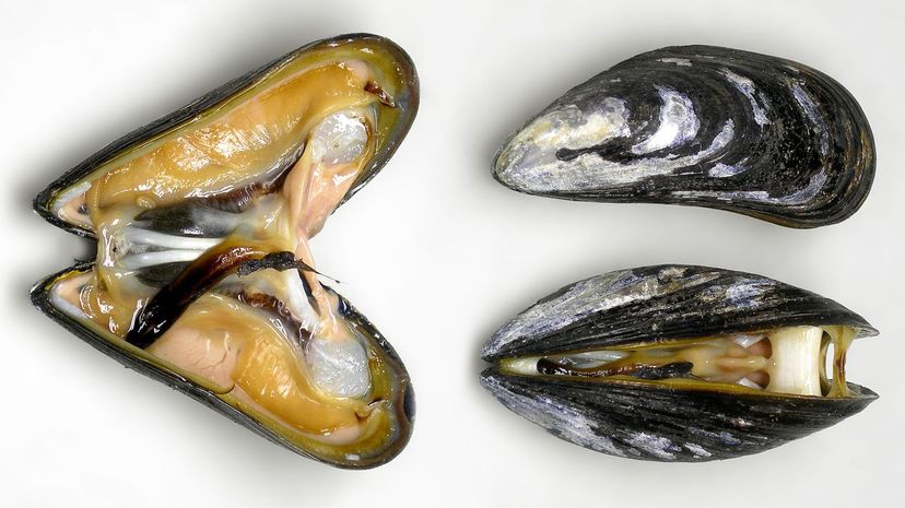 Blue mussels