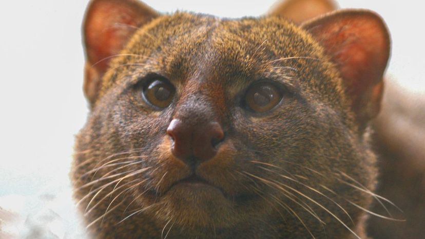 18-Jaguarundi