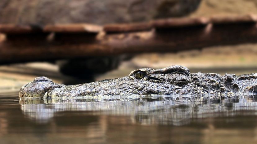 Q 12 Crocodile Swim