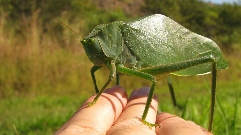 Giant long-legged katydid