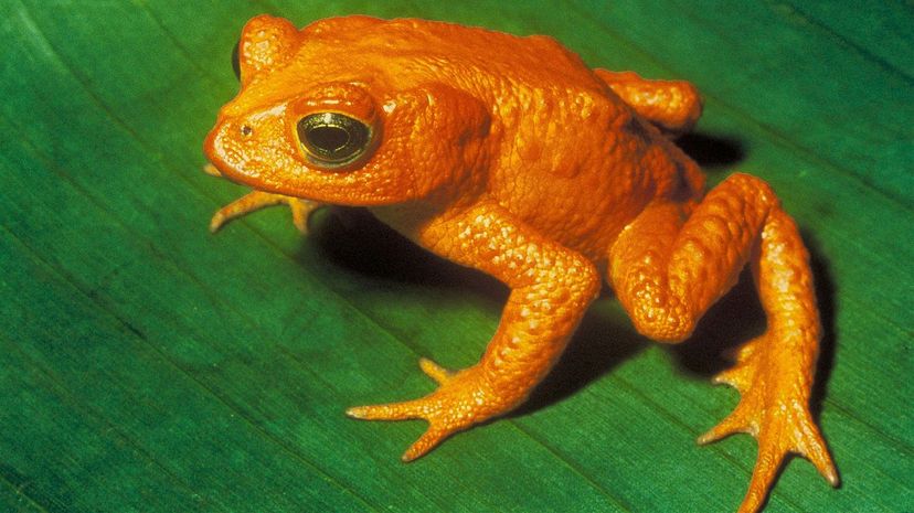 Golden toad