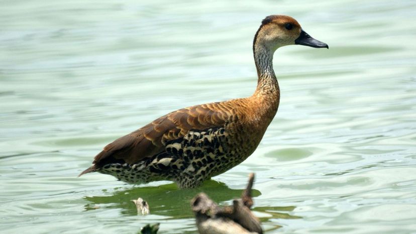 West Indian whistling duck