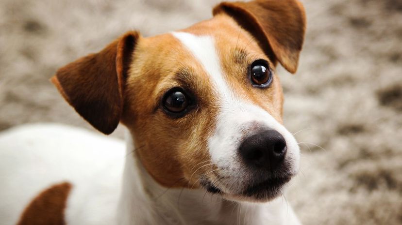 Jack Russell terrier