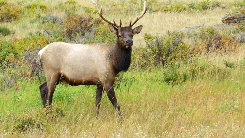 Rocky Mountain Elk