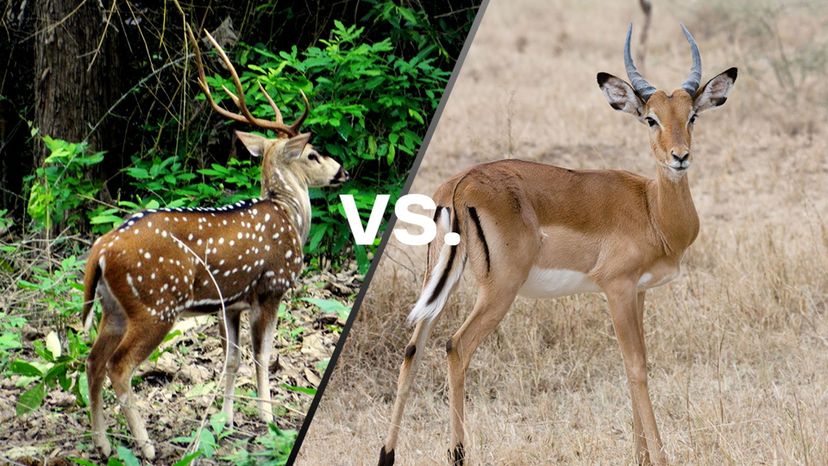 Spotted deer vs Common Antelope