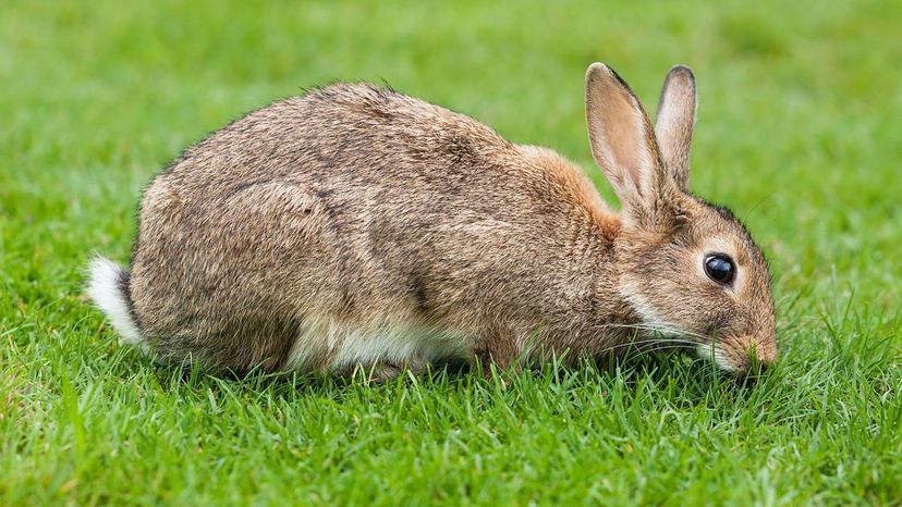European_Rabbit