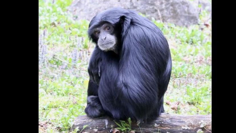 Siamang