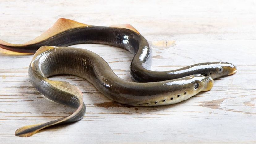 Sea Lamprey