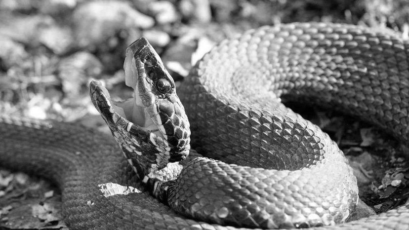 Cottonmouth Snake BW