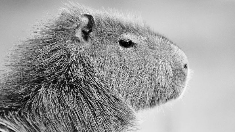 Capybara