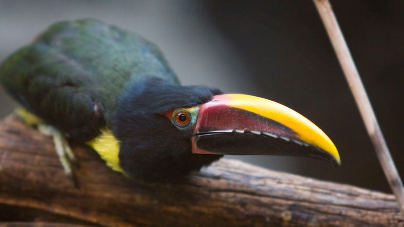 Green Aracari