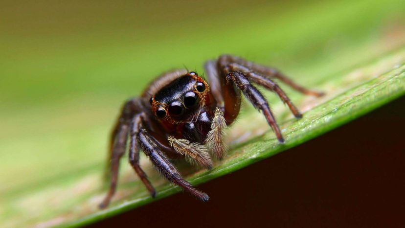 Do you know the Spanish name for this creepy-crawly?