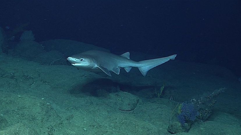37 Bluntnose sixgill shark