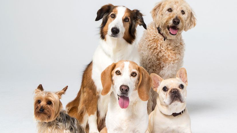 This Yes or No Quiz Will Guess What Breed of Dog You Should Adopt