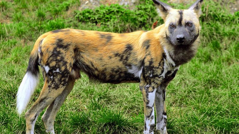 12-African Wild Dog