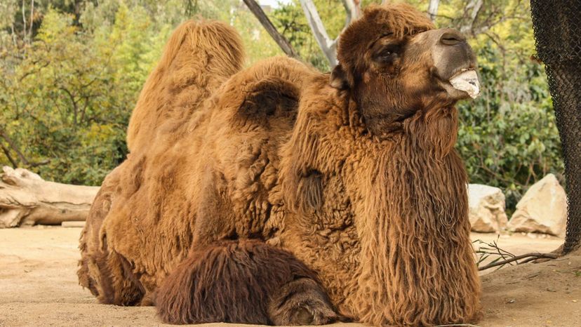 Bactrian Camel