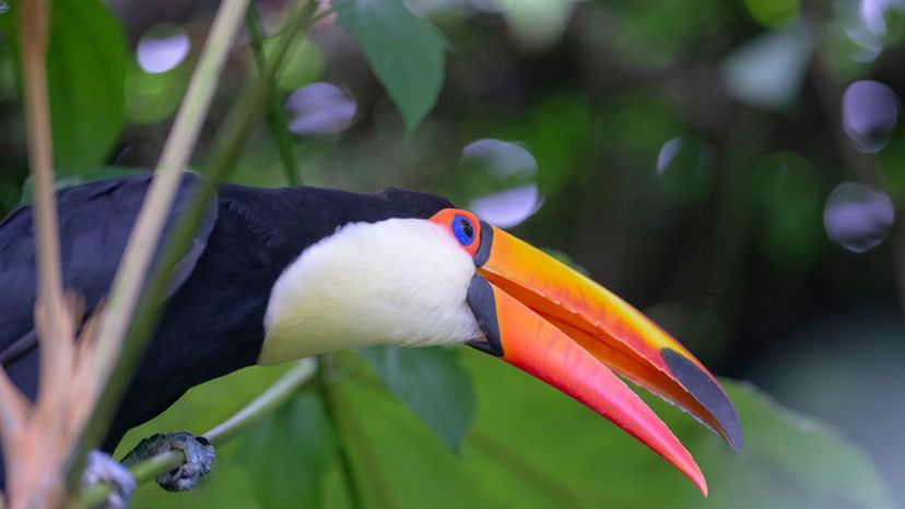 Toucan