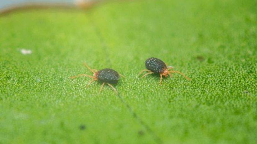 clover mite