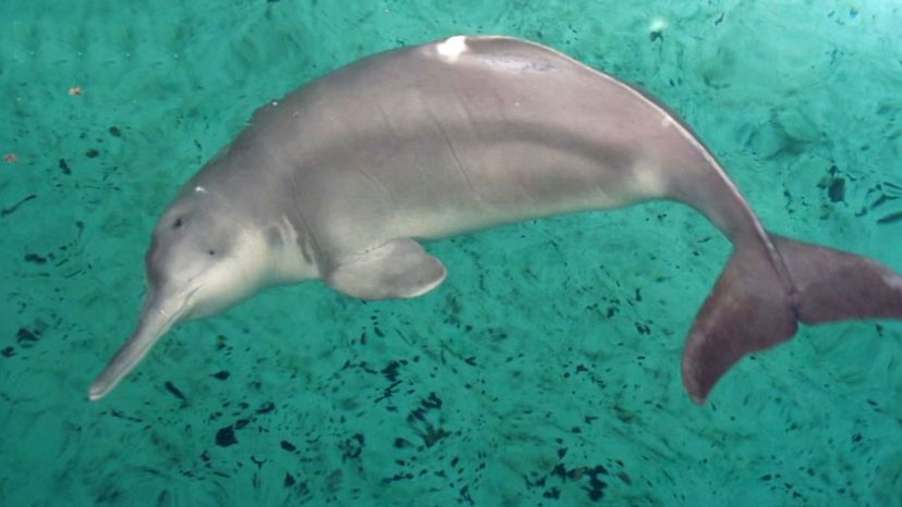 Yangtze River Dolphin