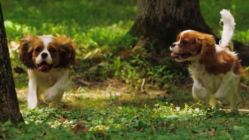 Cavalier King Charles Spaniels