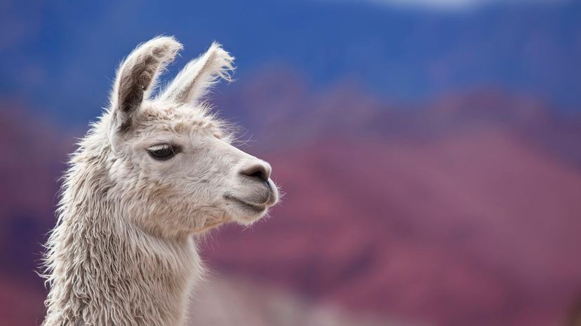 Llama