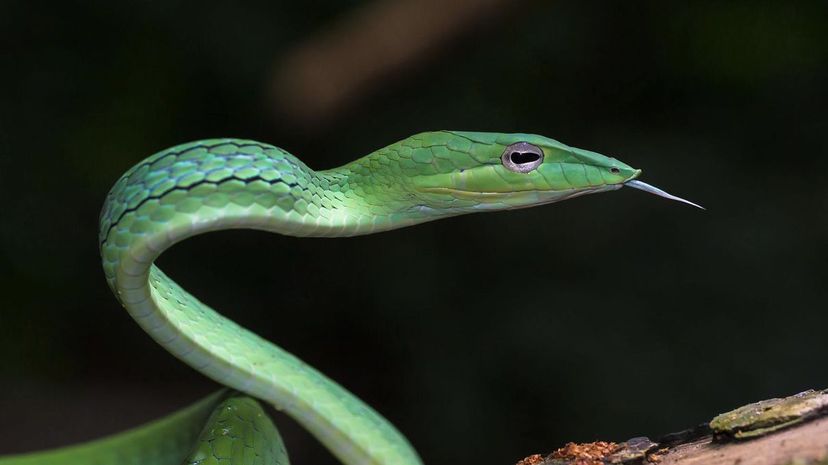 Asian Vine Snake