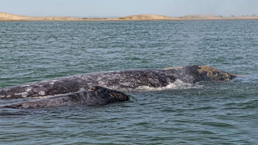 Grey Whale