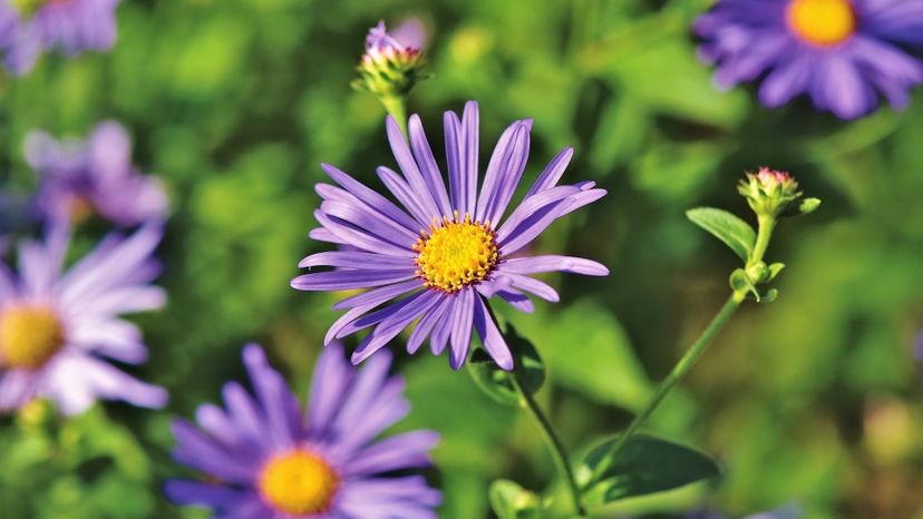 aster