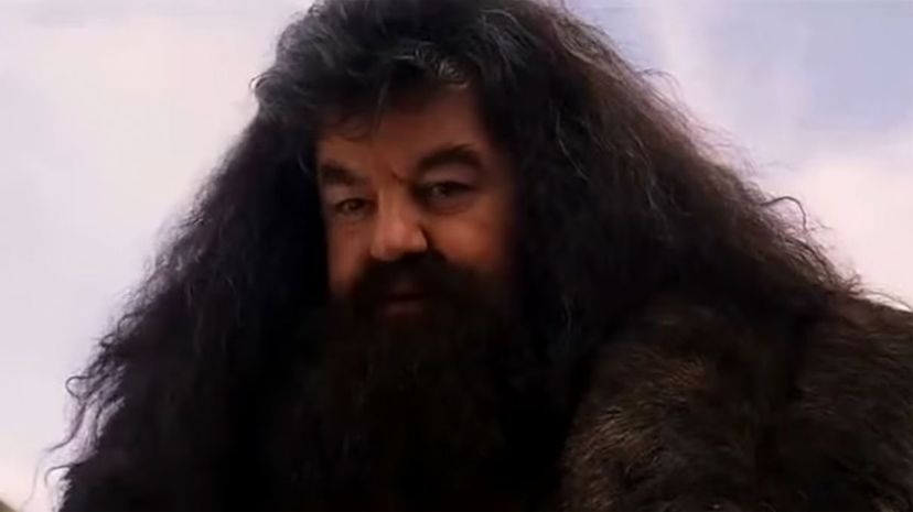 Where did Hagrid get Fluffy