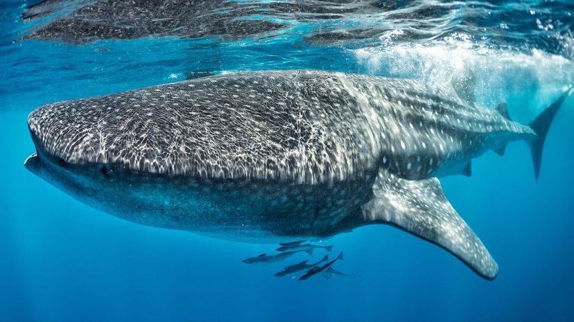 Whale shark