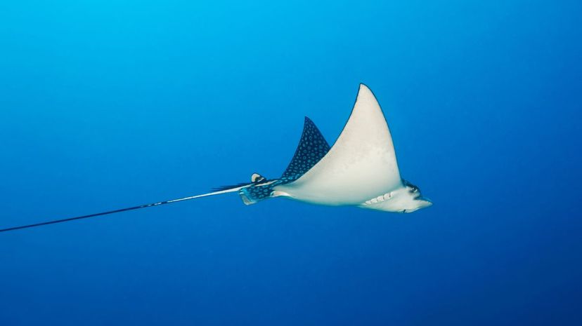 Spotted eagle ray