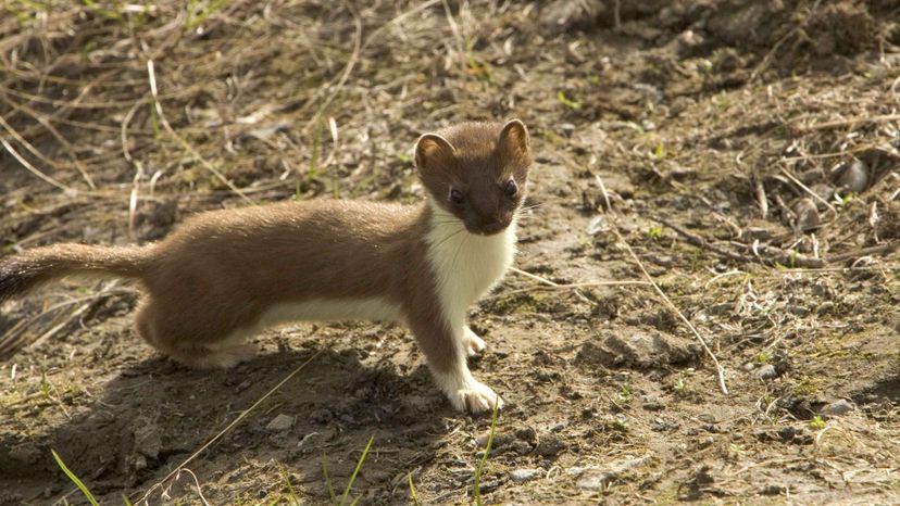 Stoat