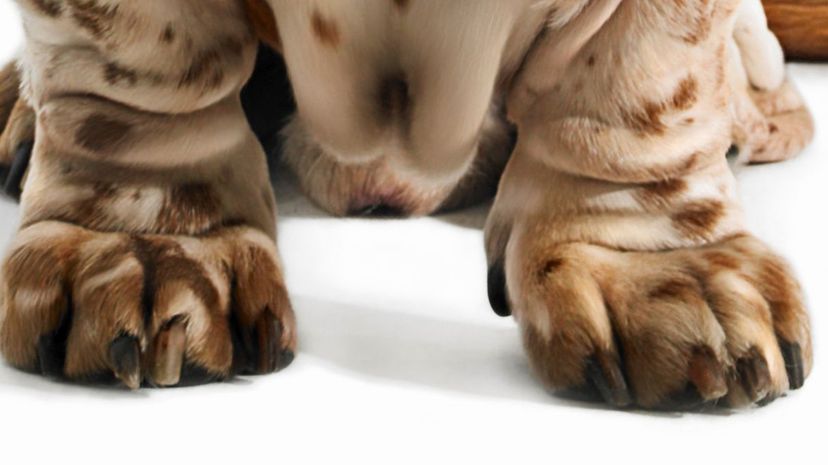 Basset hound feet