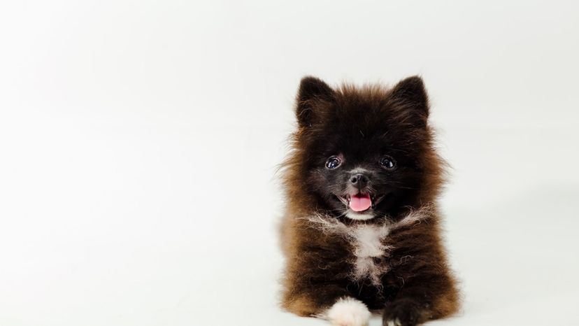 Pomeranian