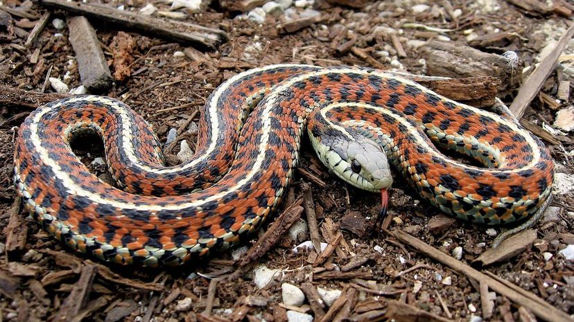 Garter Snake