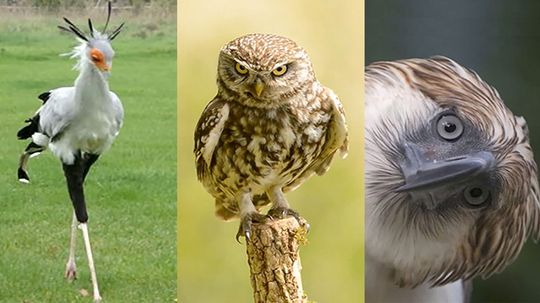 5 Out of 7 People Can't Identify These Birds of Prey!