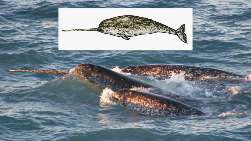 Narwhal