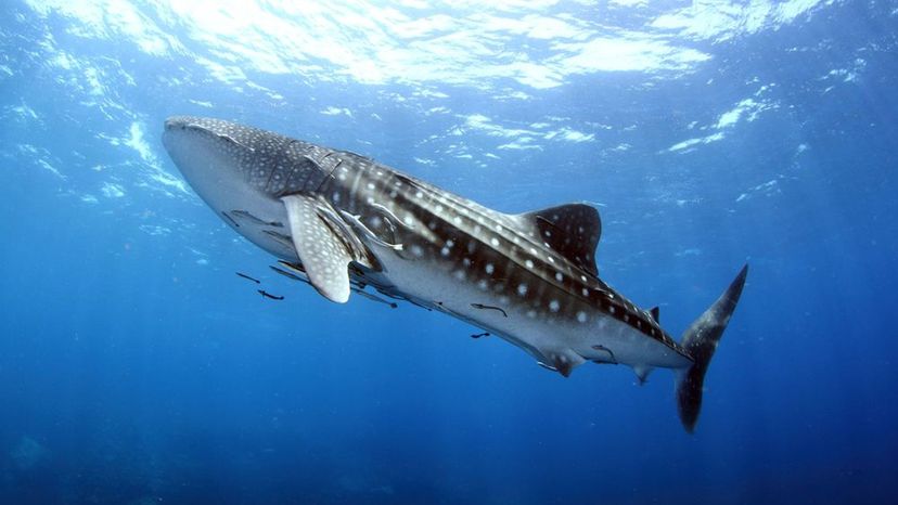 Whale Shark