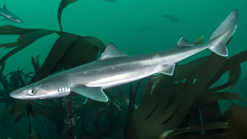 Spiny dogfish shark