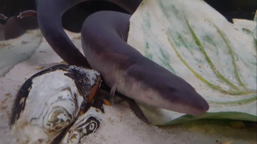 Three-toed Amphiuma