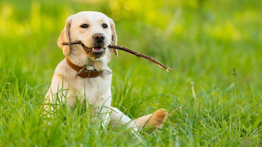 Answer These Random Questions and We'll Guess Which Animal You Most Resemble
