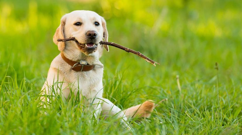 Answer These Random Questions and We'll Guess Which Animal You Most Resemble