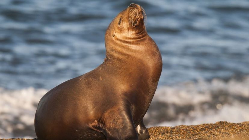 South American Sea Lion