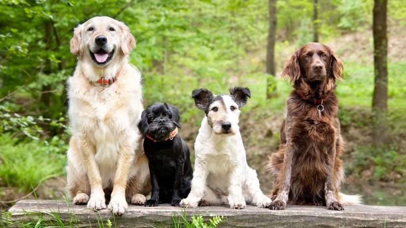 Do You Know What These Dog Breeds Were Bred For?