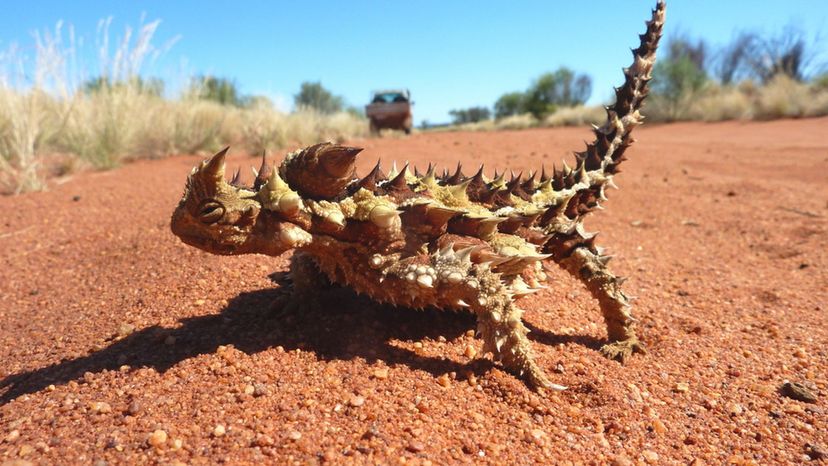 Thorny Devil