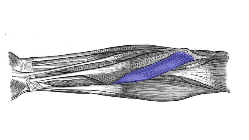Brachioradialis мышца