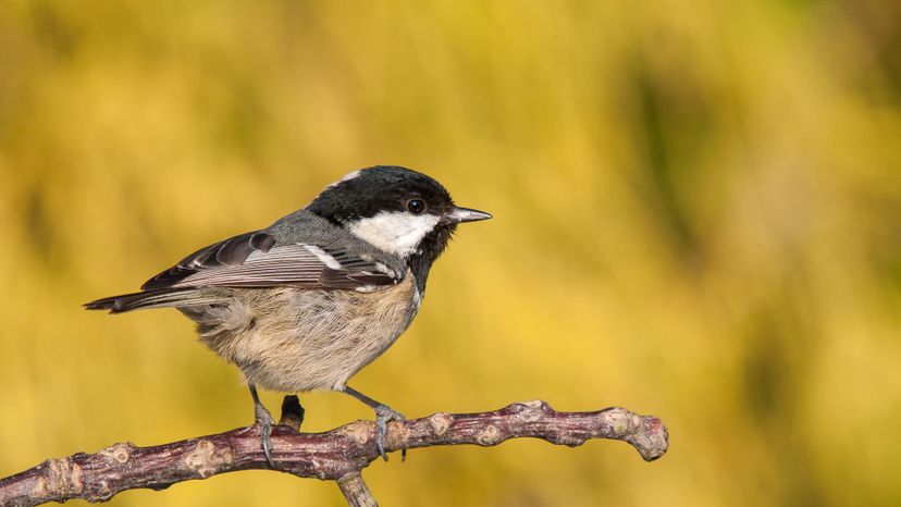 Coal Tit