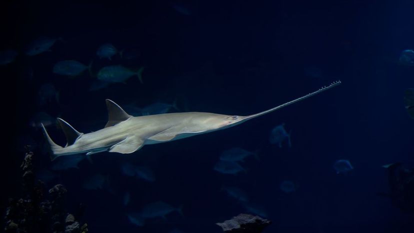 Green Sawfish