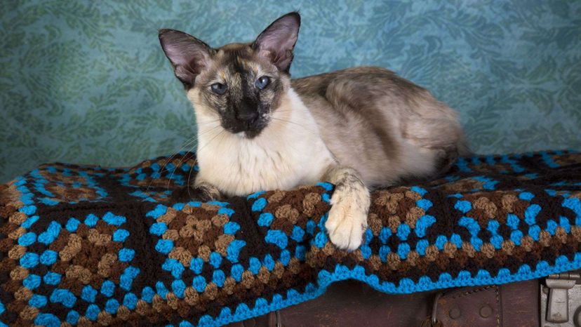 Balinese cat